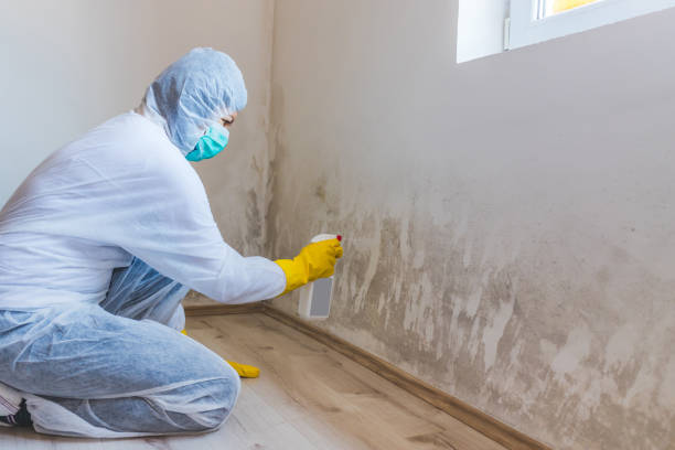 Black mold inspection in Park Ridge