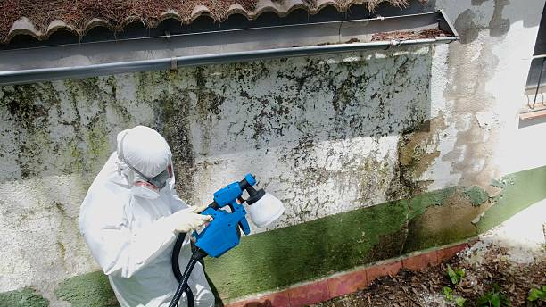 Mold Removal service in Park Ridge